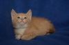 Archie *A Bonded Pair with Ross*
