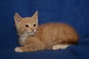 Archie *A Bonded Pair with Ross*
