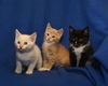 Archie *A Bonded Pair with Ross*