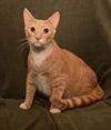 Archie *A Bonded Pair with Ross*