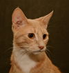 Archie *A Bonded Pair with Ross*