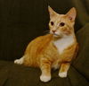 Archie *A Bonded Pair with Ross*