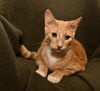 Archie *A Bonded Pair with Ross*