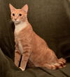 Archie *A Bonded Pair with Ross*