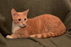 Archie *A Bonded Pair with Ross*