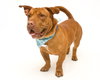 Chapo
