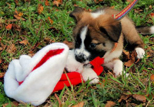Belle the St Bernard Puppy