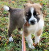Belle the St Bernard Puppy