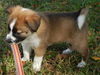 Belle the St Bernard Puppy