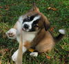 Belle the St Bernard Puppy