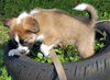 Belle the St Bernard Puppy