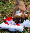 Belle the St Bernard Puppy