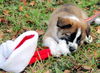 Belle the St Bernard Puppy