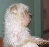 Max the Maltese