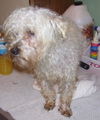Max the Maltese