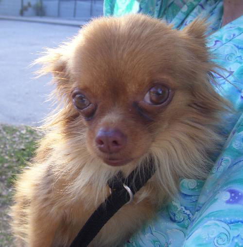 Gizmo the Chihuahua