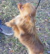 Gizmo the Chihuahua