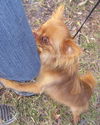 Gizmo the Chihuahua