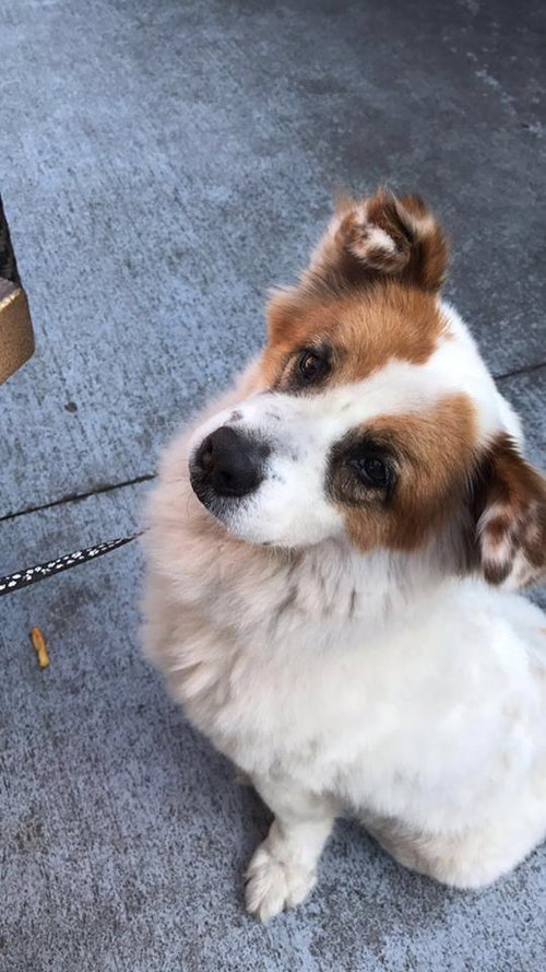 Riley the Fluffy Fellow