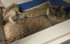 Bella Lucy *A BONDED PAIR
