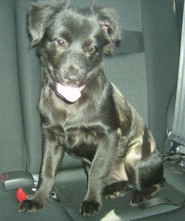 Lizzy the Puppy