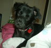 Lizzy the Puppy