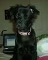 Lizzy the Puppy