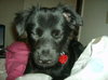 Lizzy the Puppy
