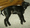Lizzy the Puppy