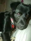Lizzy the Puppy