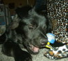 Lizzy the Puppy