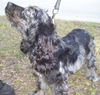 Silver Bells the Puppy