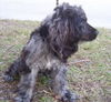 Silver Bells the Puppy