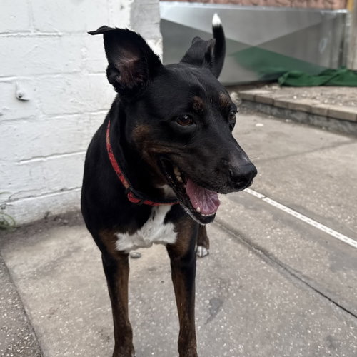 Stella FKA Judie, an adoptable Terrier in Sanford, FL