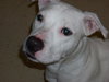 Comet the Bulldog
