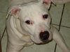 Comet the Bulldog