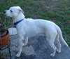 Comet the Bulldog