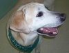Buddy the Yellow Lab