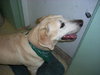 Buddy the Yellow Lab