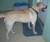 Buddy the Yellow Lab