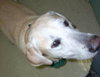 Buddy the Yellow Lab