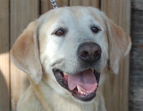 Buddy the Yellow Lab