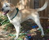 Buddy the Yellow Lab