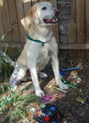 Buddy the Yellow Lab