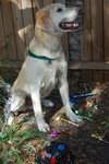 Buddy the Yellow Lab