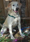 Buddy the Yellow Lab