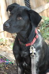 Jimminy the Lab