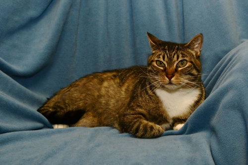 Winter the Declawed Kitty