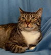 Winter the Declawed Kitty