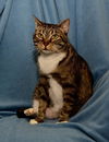 Winter the Declawed Kitty